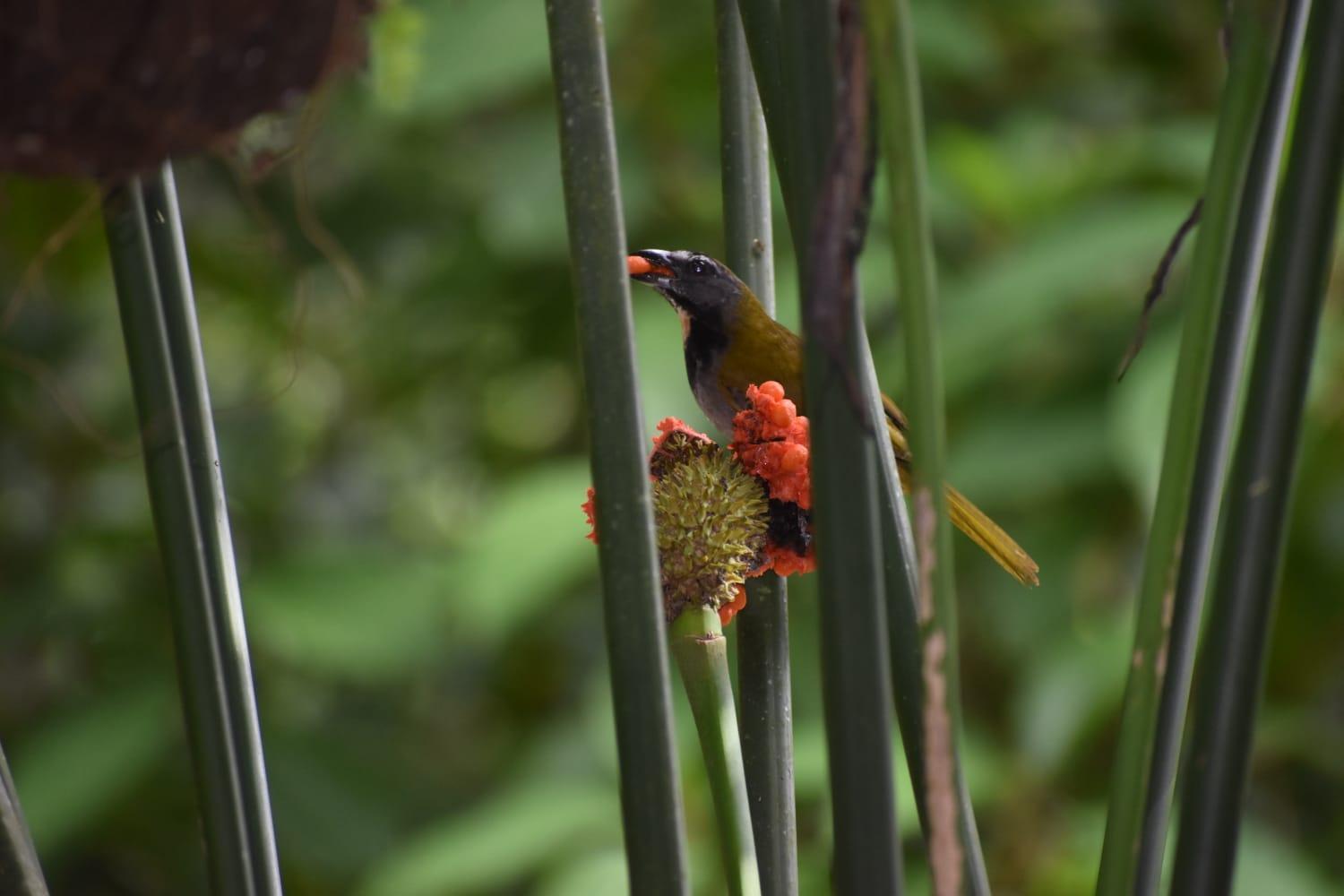 Sunshine Sanctuary Boutique Jungle Lodge 蒙特苏马 外观 照片